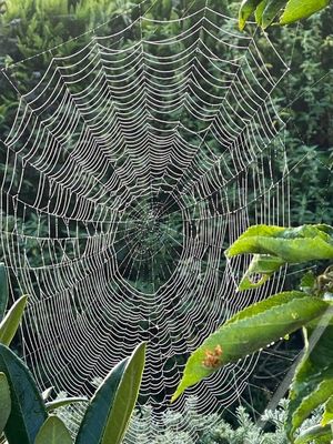 Spinnennetz mit Tau