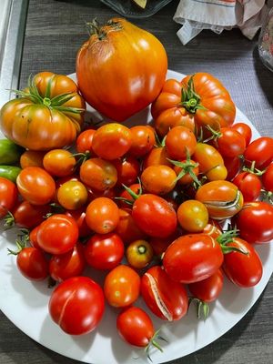 Tomaten in verschiedenen Sorten und Grössen aus dem Garten